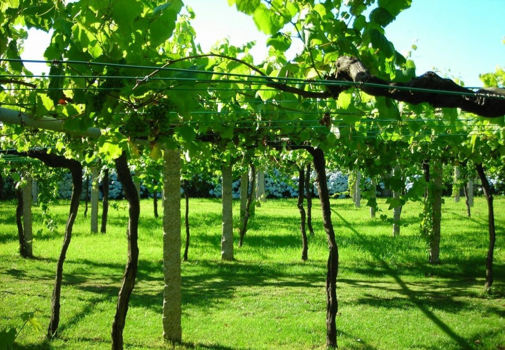 galician_vineyard_with_wide_vine_spacing205291038.jpg